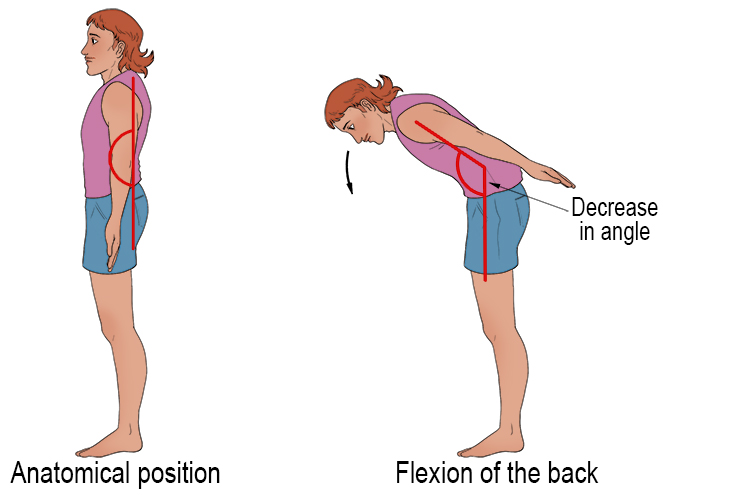 Flexion occurs because there is a decrease in angle between the spine and midline of the body.